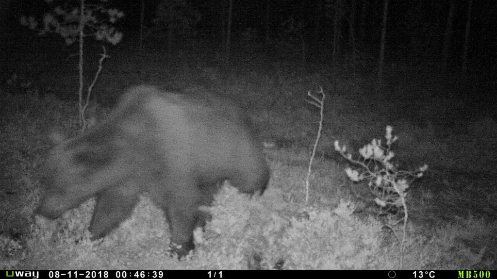 Bilder från en åtel-kamera som fångar björn som återvänt.
Foto: Marco Hassoldt/Wildlife Sweden